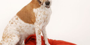Professionelle Hunde-Fotografien von Nikki Foto – Portraitfotografie, Hengersberg