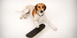 Professionelle Tierfotografien vom Hund von Nikki Foto – Portraitfotografie, Hengersberg
