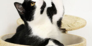 Professionelle Katzen-Fotografien von Nikki Foto – Portraitfotografie, Hengersberg