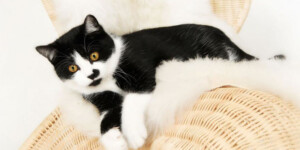 Professionelle Tierfotografien von der Katze von Nikki Foto – Portraitfotografie, Hengersberg